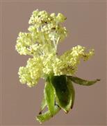   Male Flower